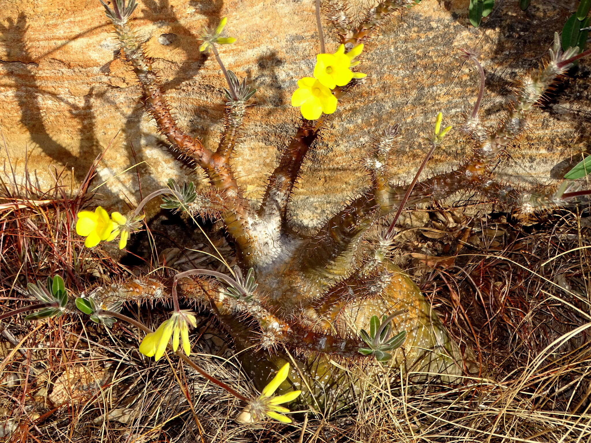 Imagem de Pachypodium gracilius (H. Perrier) S. H. Y. V. Rapanarivo