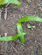 Image de Scilla haemorrhoidalis Webb & Berthel.