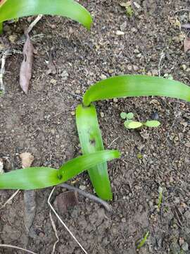 Image de Scilla haemorrhoidalis Webb & Berthel.