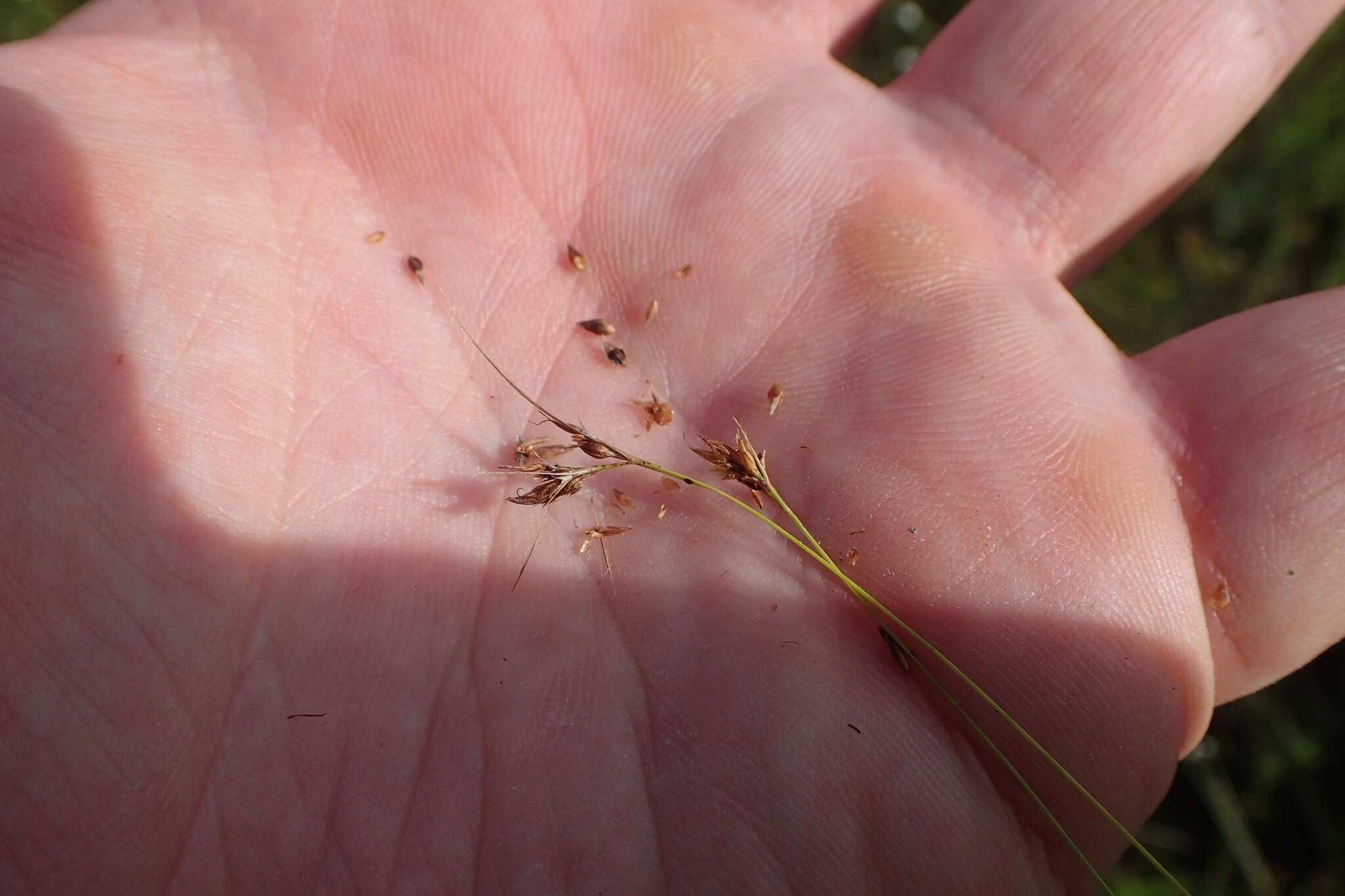 Image of Slender Beak Sedge