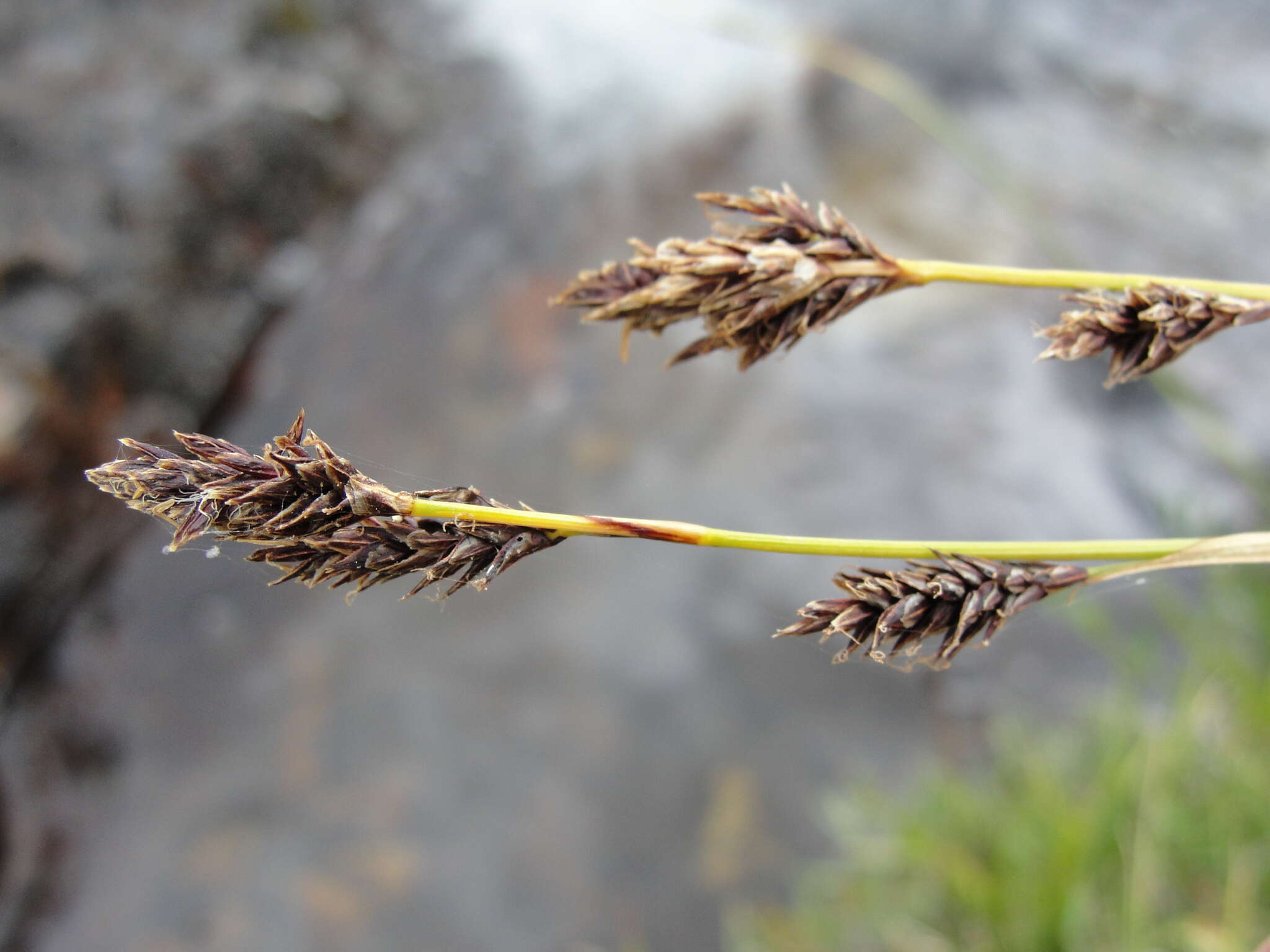 Image of Cleft Sedge