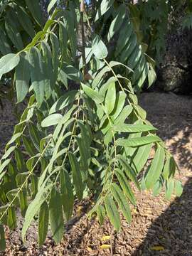 Image of Stigmella longisacca Newton & Wilkinson 1982