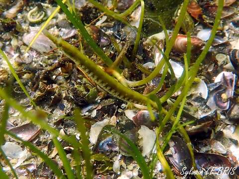 Image of Black-striped Pipefish