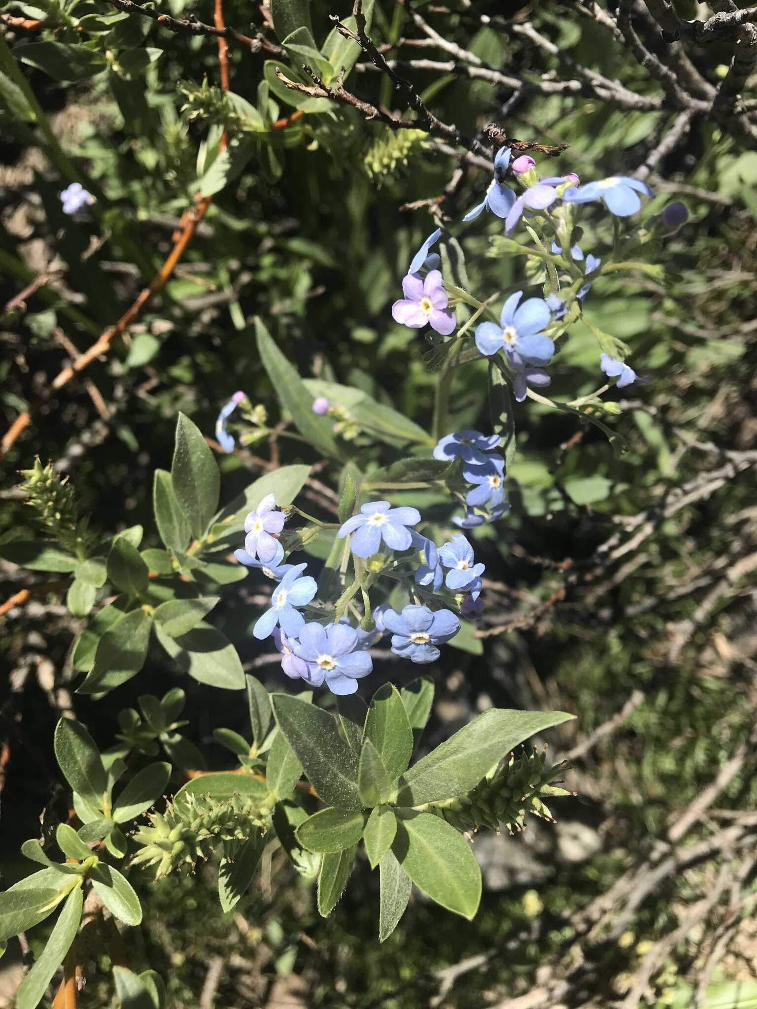 Image of manyflower stickseed