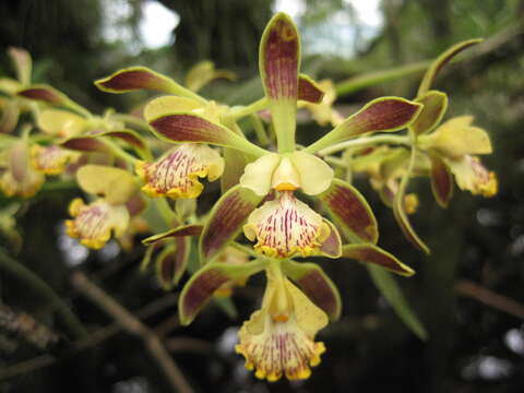 Image of Encyclia alata (Bateman) Schltr.