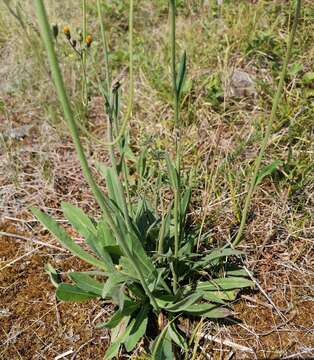 Imagem de Pilosella cymosa subsp. vaillantii (Tausch) S. Bräut. & Greuter