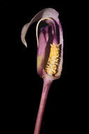 Image of Arisaema murrayi var. sonubeniae P. Tetali, Punekar & Lakshmin.