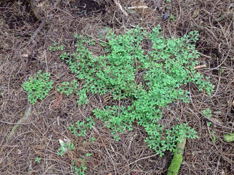 Image de Selaginella kraussiana (G. Kunze) A. Br.