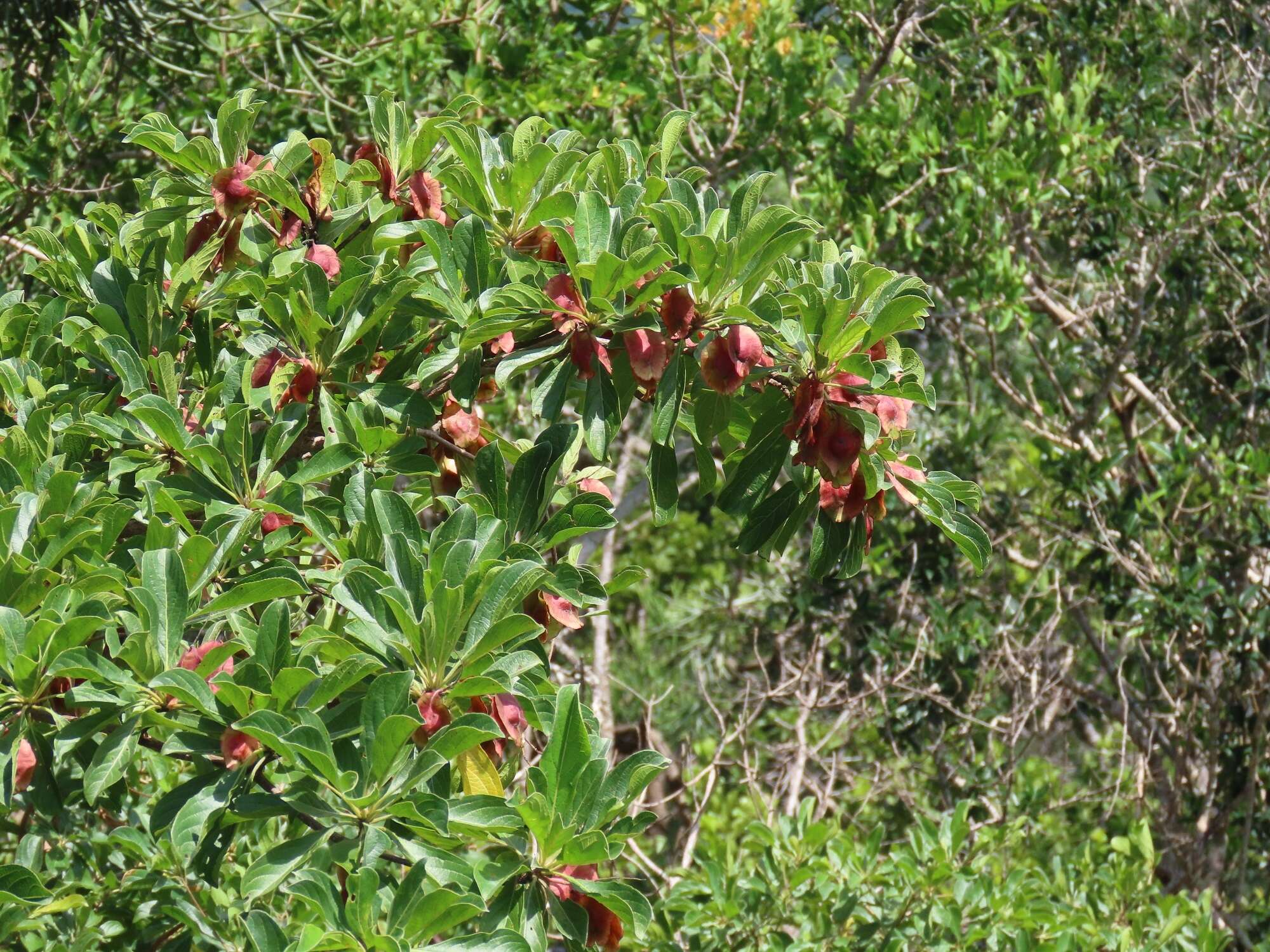 Sivun Terminalia phanerophlebia Engl. & Diels kuva