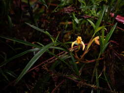 Image of Maxillaria meridensis Lindl.