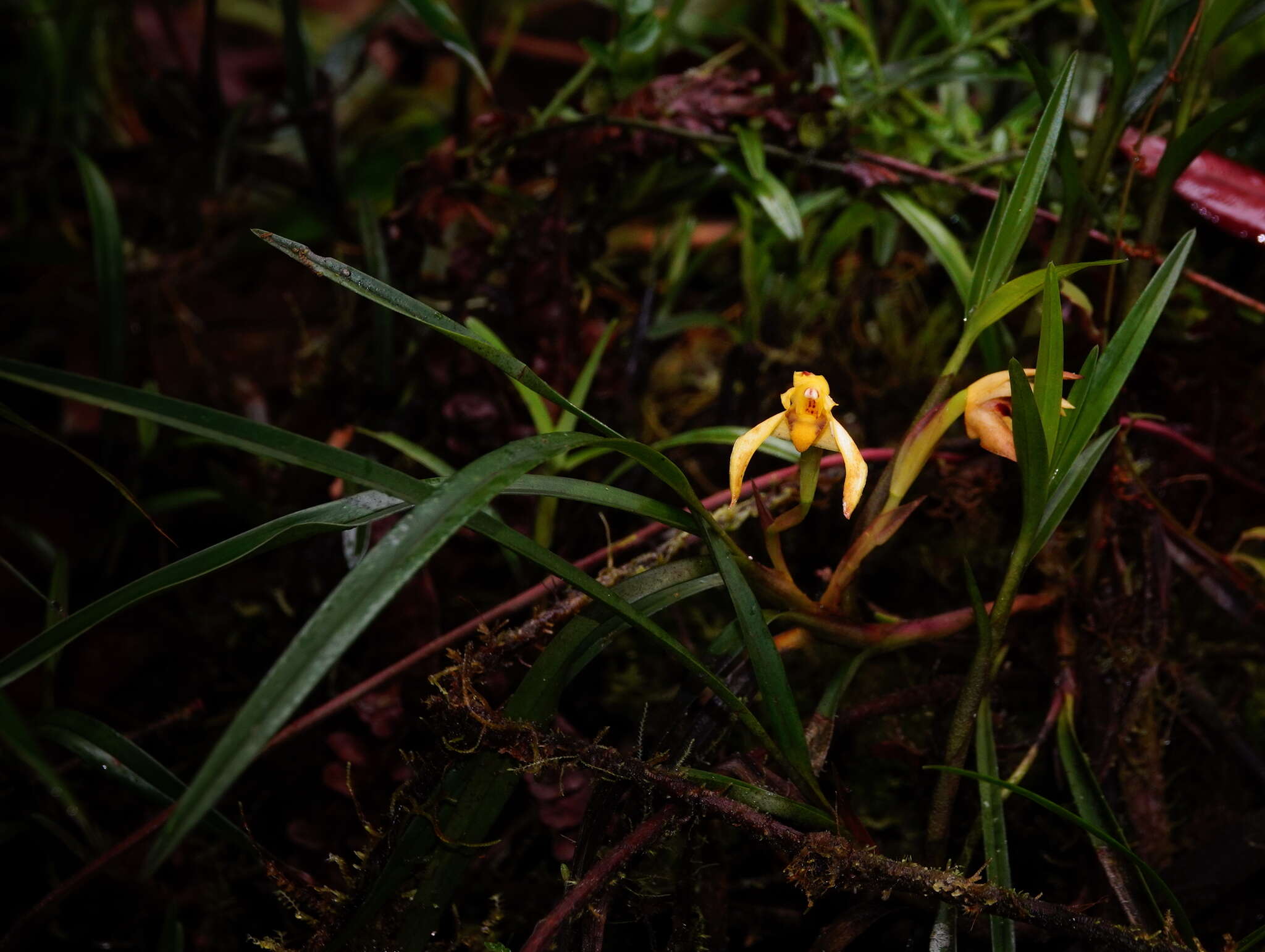 Imagem de Maxillaria meridensis Lindl.