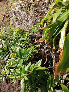 Image of Veronica stricta var. macroura (Hook. fil. ex Benth.) Garn.-Jones