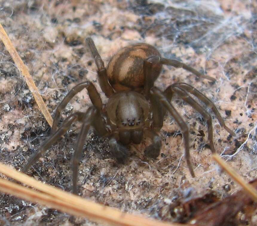 Image of Callobius bennetti (Blackwall 1846)