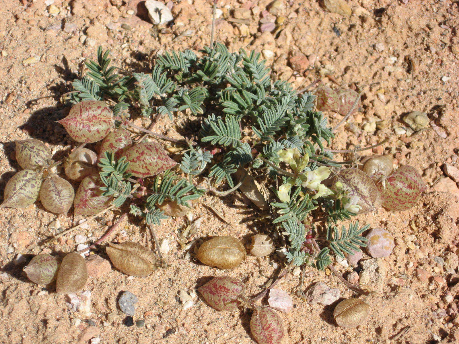 Image of <i>Astragalus <i>limnocharis</i></i> var. limnocharis