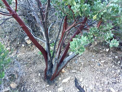 Image of pointleaf manzanita