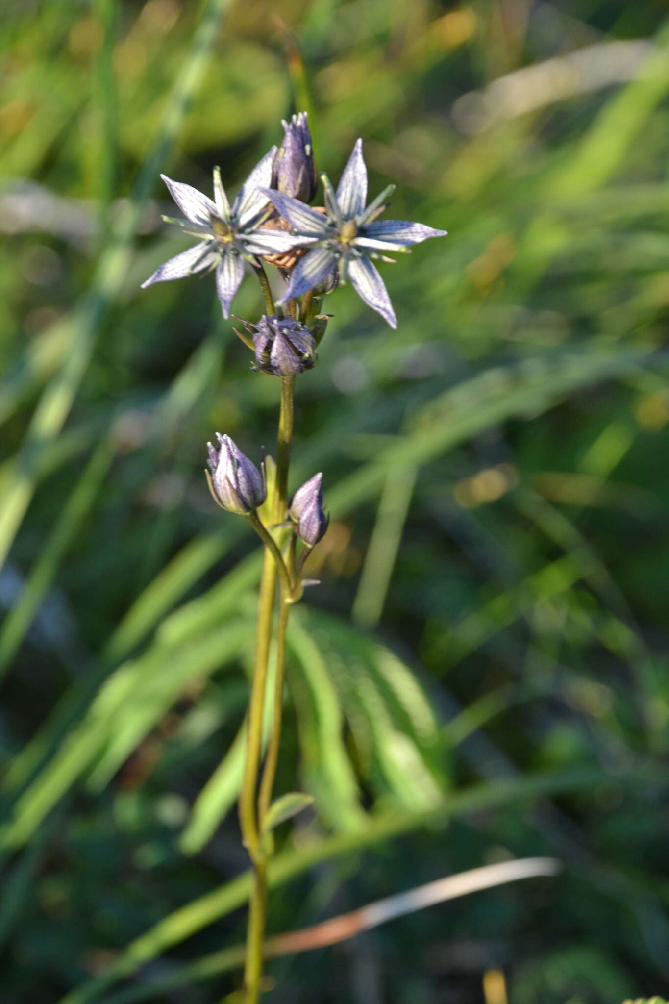 Image of Swertia perennis subsp. stenopetala (Regel & Til.) Worosch.