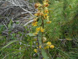 Plancia ëd Solidago virgaurea L.