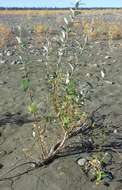 Image of Salix alaxensis var. alaxensis