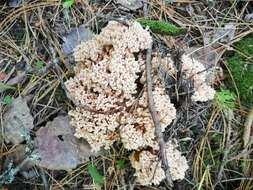 Image of Ramaria pallida (Schaeff.) Ricken 1920