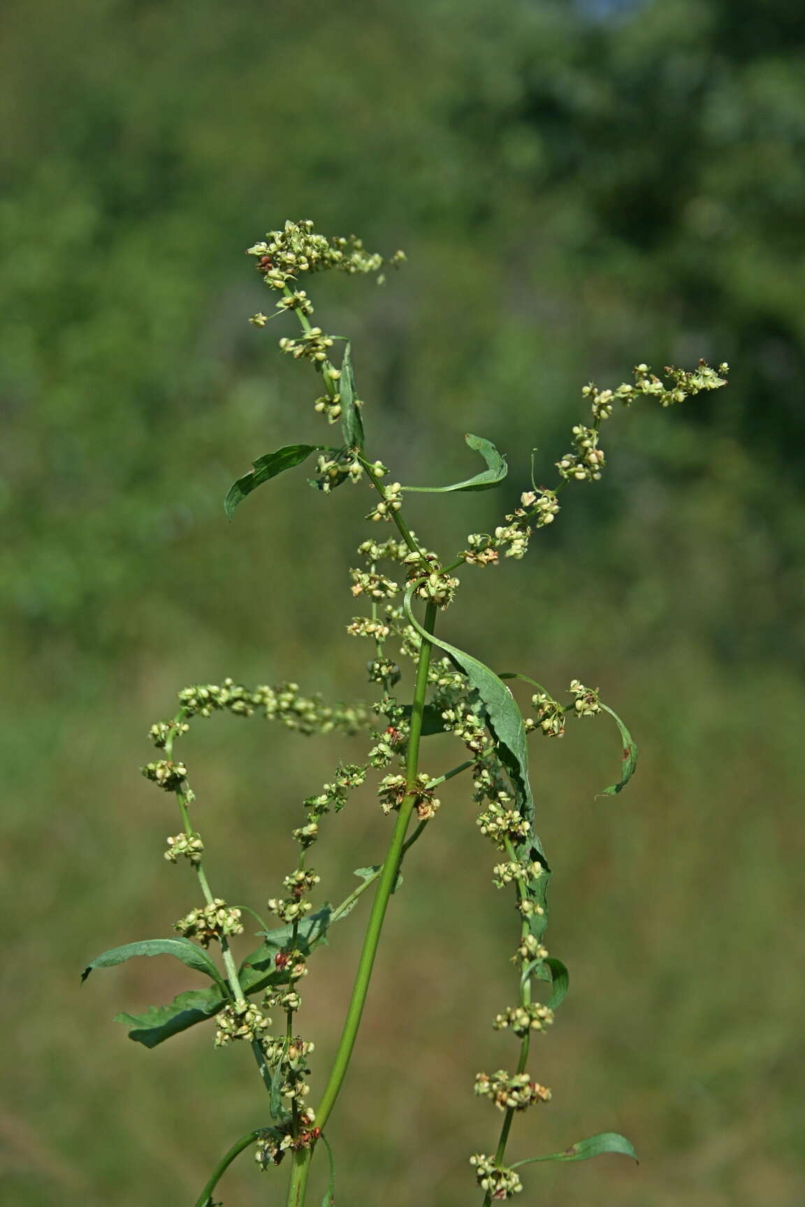 Image of Rumex obtusifolius subsp. sylvestris (Lam.) Celak.