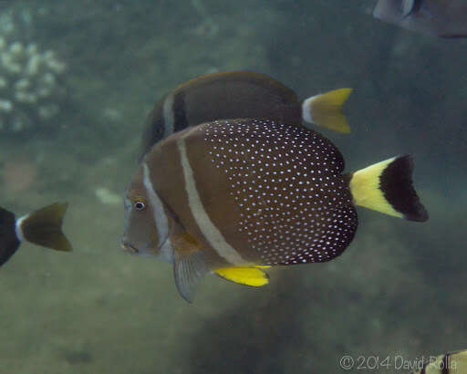 Image of Mustard Surgeonfish