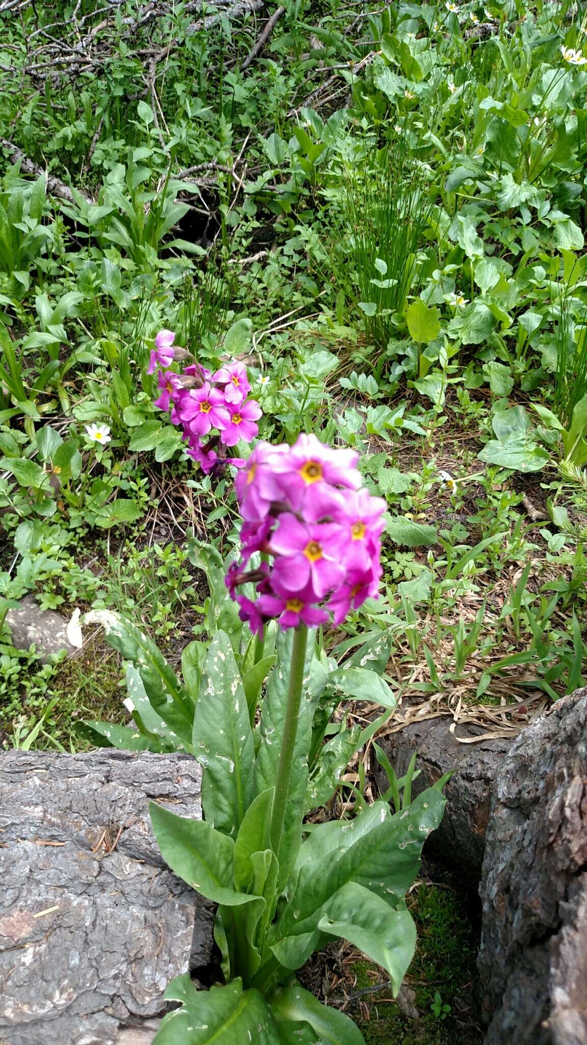 Primula parryi A. Gray resmi