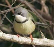 Image of Apalis thoracica thoracica (Shaw 1811)