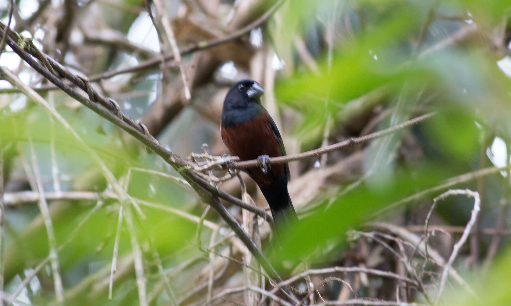 Image of Chestnut-bellied Seed Finch