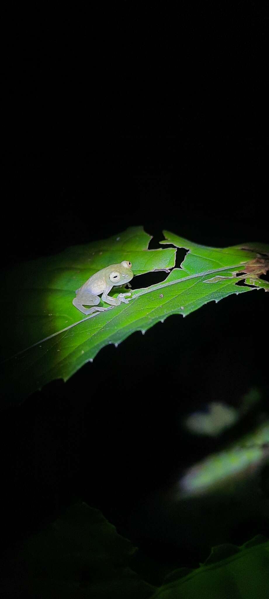 Image of Hyalinobatrachium munozorum (Lynch & Duellman 1973)