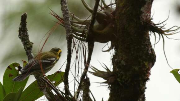 Image of Black-throated Green Warbler