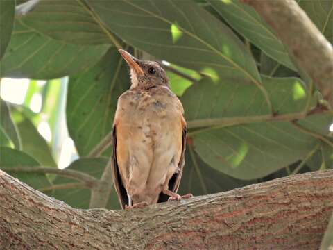 Image of African Thrush