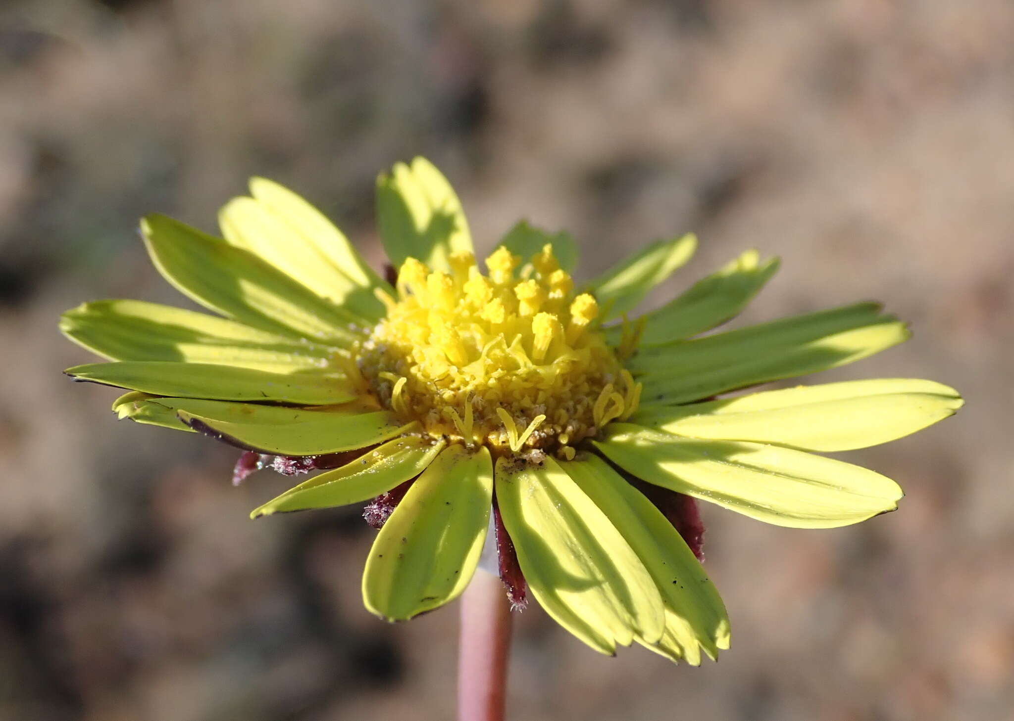 Image de Othonna oleracea Compton