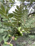 Image of Bursera copallifera (Sesse & Moc. ex DC.) Bullock