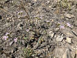 Image of sweetscented phacelia