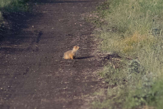 Слика од Spermophilus major (Pallas 1778)