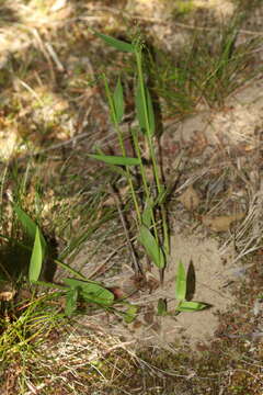 Image of Northern Rosette Grass