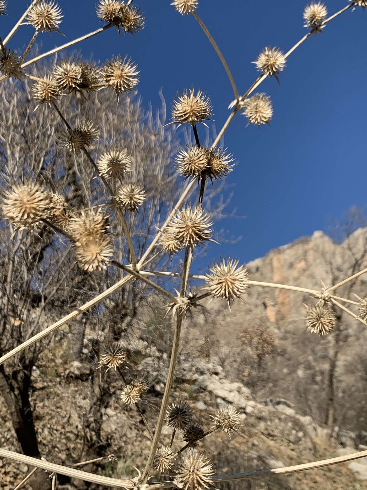 Plancia ëd Eryngium pyramidale Boiss. & Hausskn.