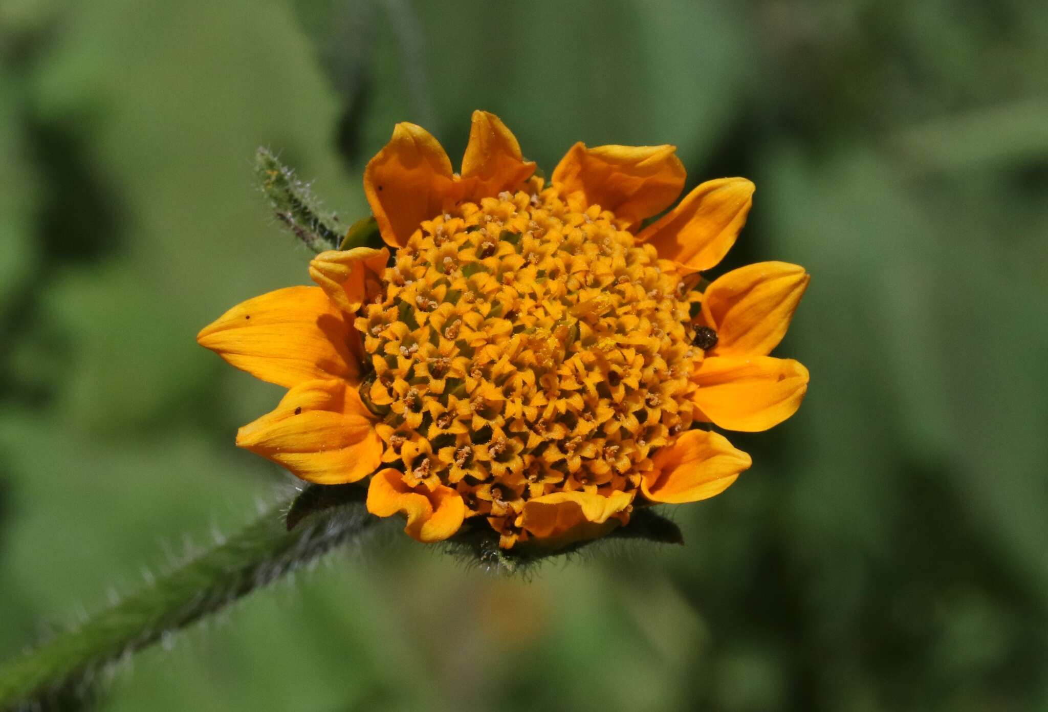 صورة Tithonia thurberi A. Gray