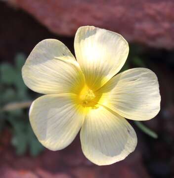 Image of Oxalis obtusa Jacq.