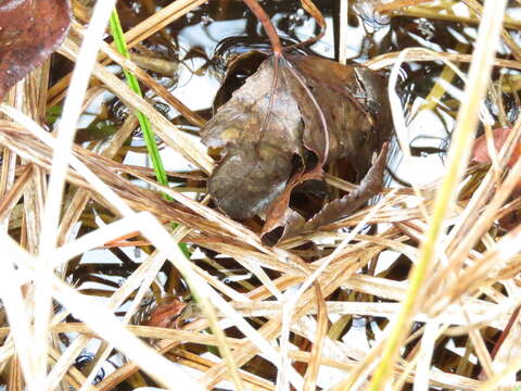 Image of Black-spotted Tree Frog