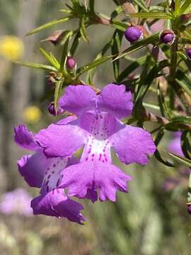 Image of Hemiandra