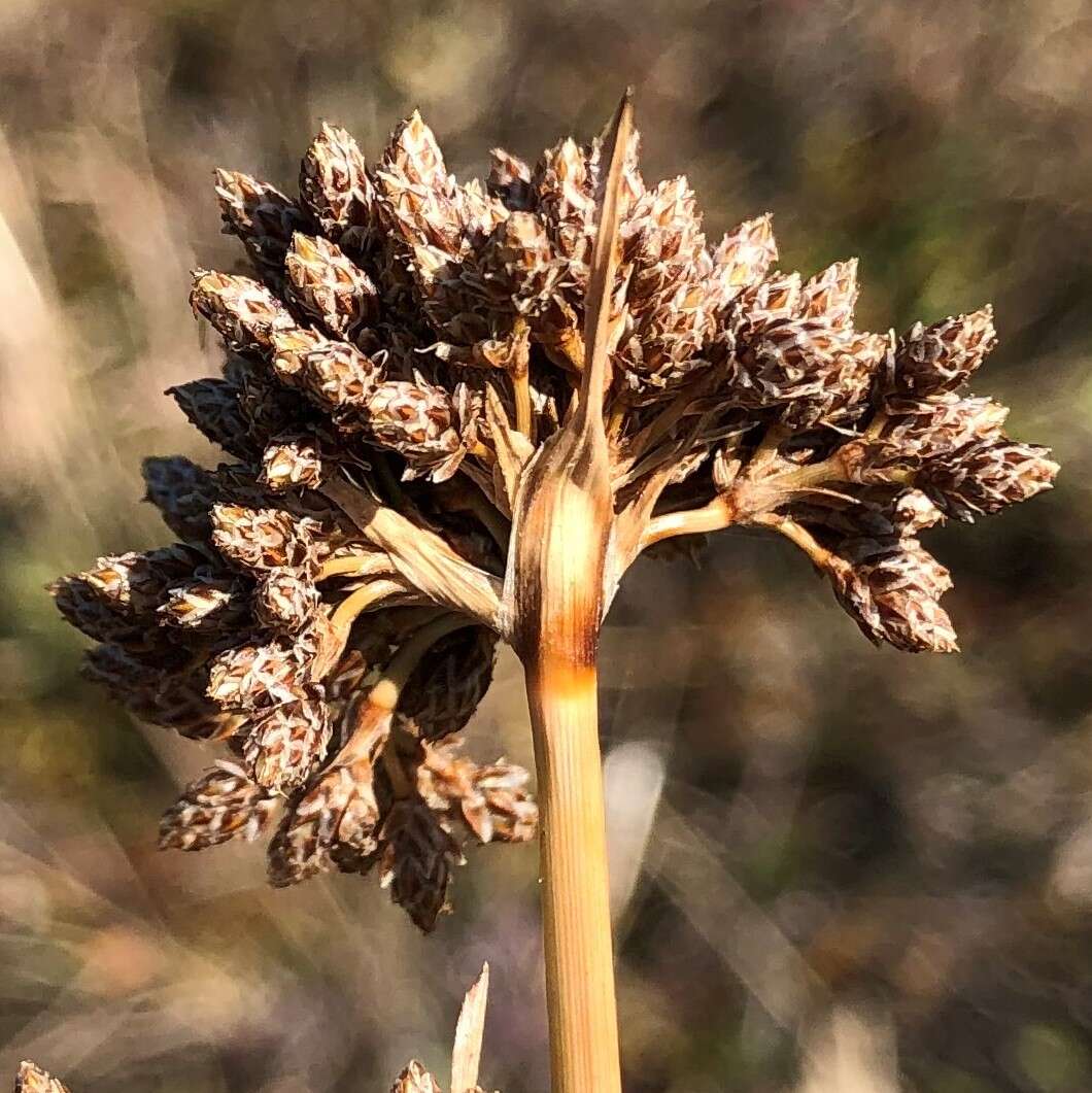 Image de Fimbristylis cymosa R. Br.