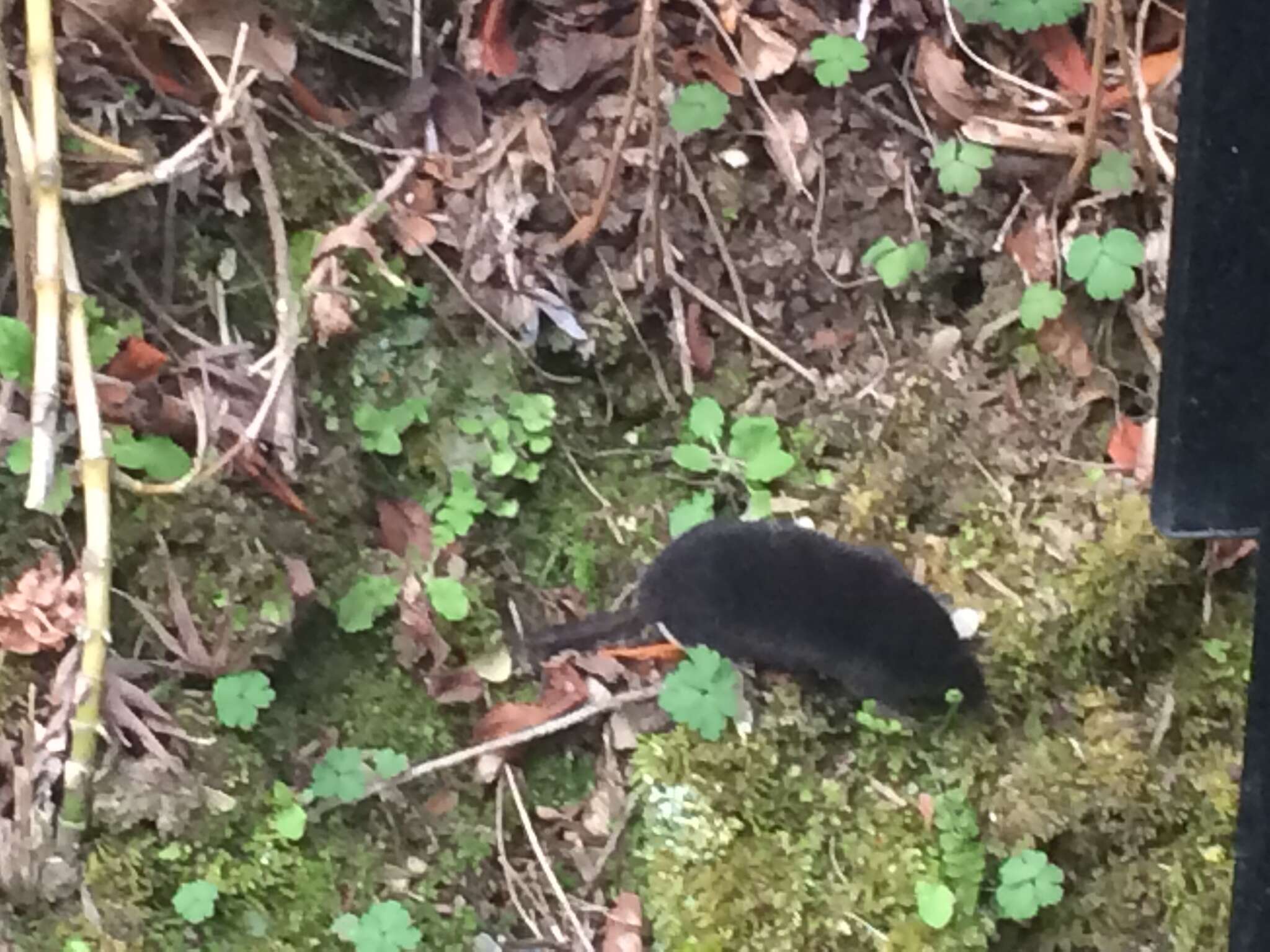 Image of greater Japanese shrew-mole