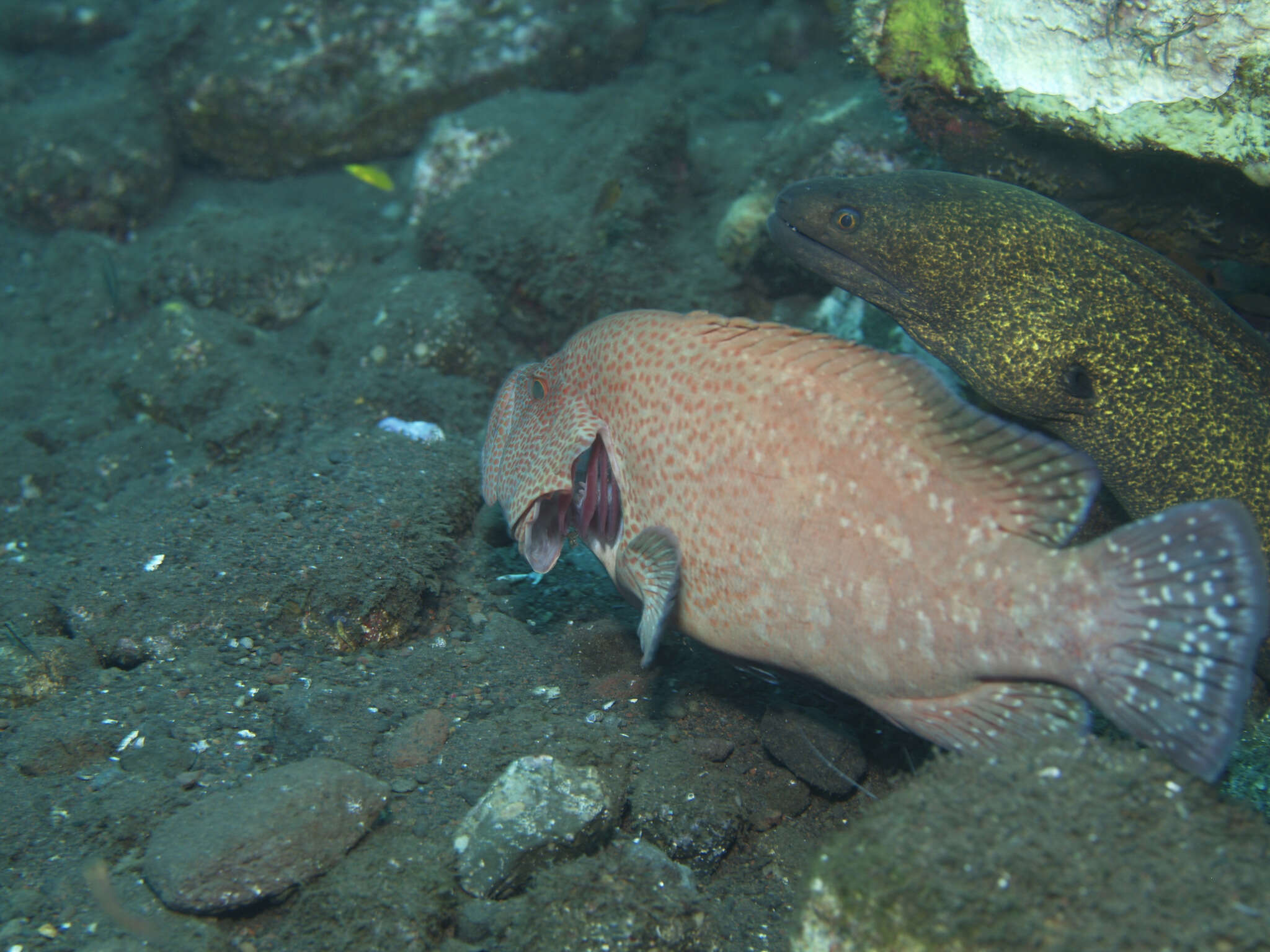 Image of Peacock rockcod