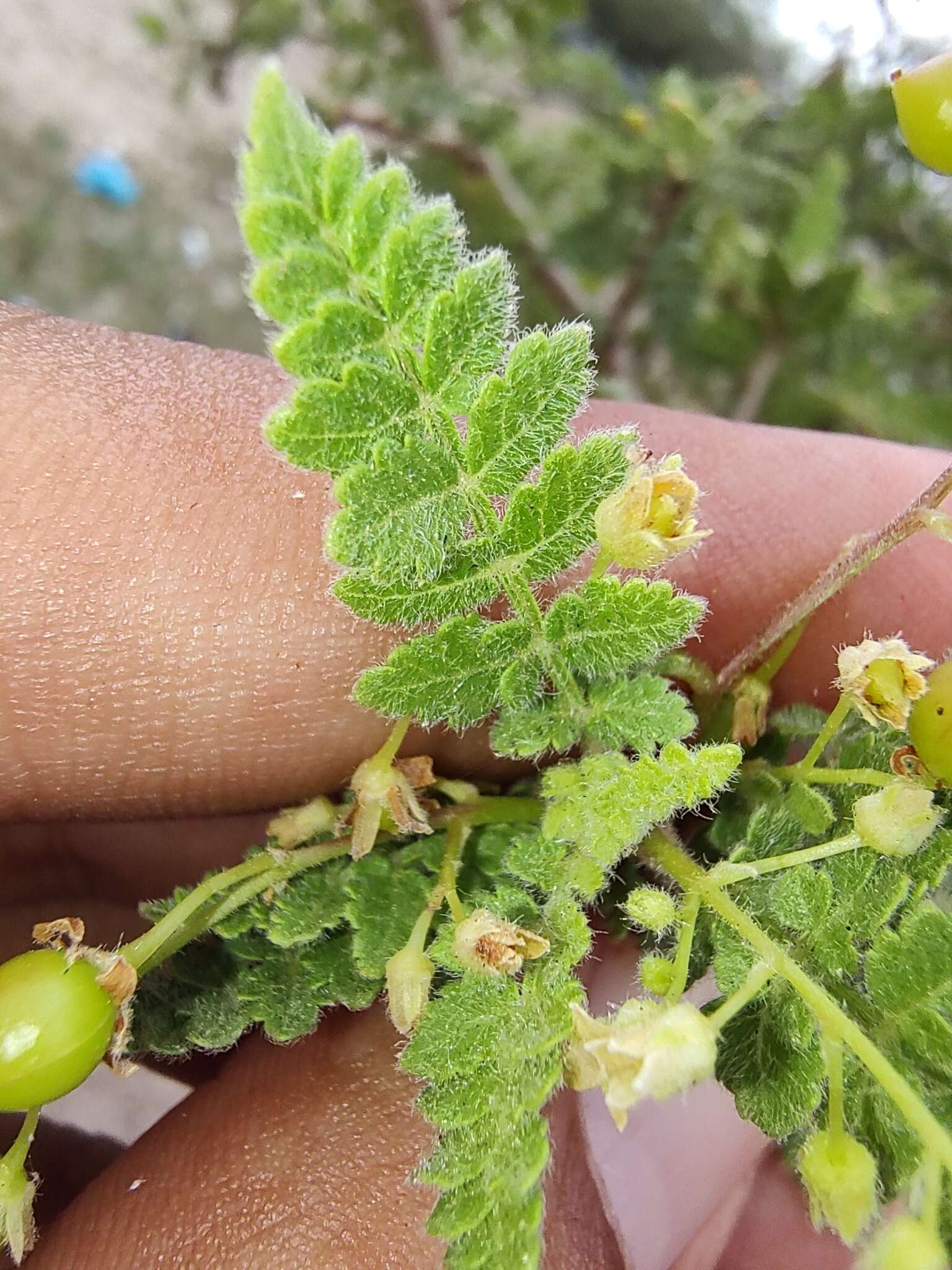 Image of Bursera filicifolia T. S. Brandegee