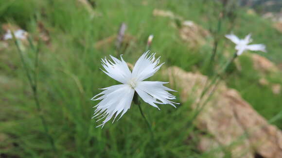 Image of Dianthus mooiensis F. N. Williams