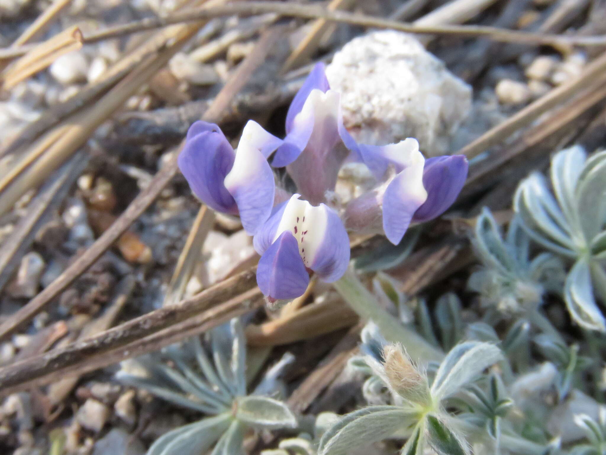 Image de Lupinus breweri A. Gray