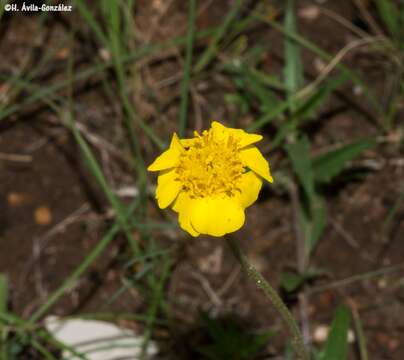 Image of Tridax balbisioides (Kunth) A. Gray