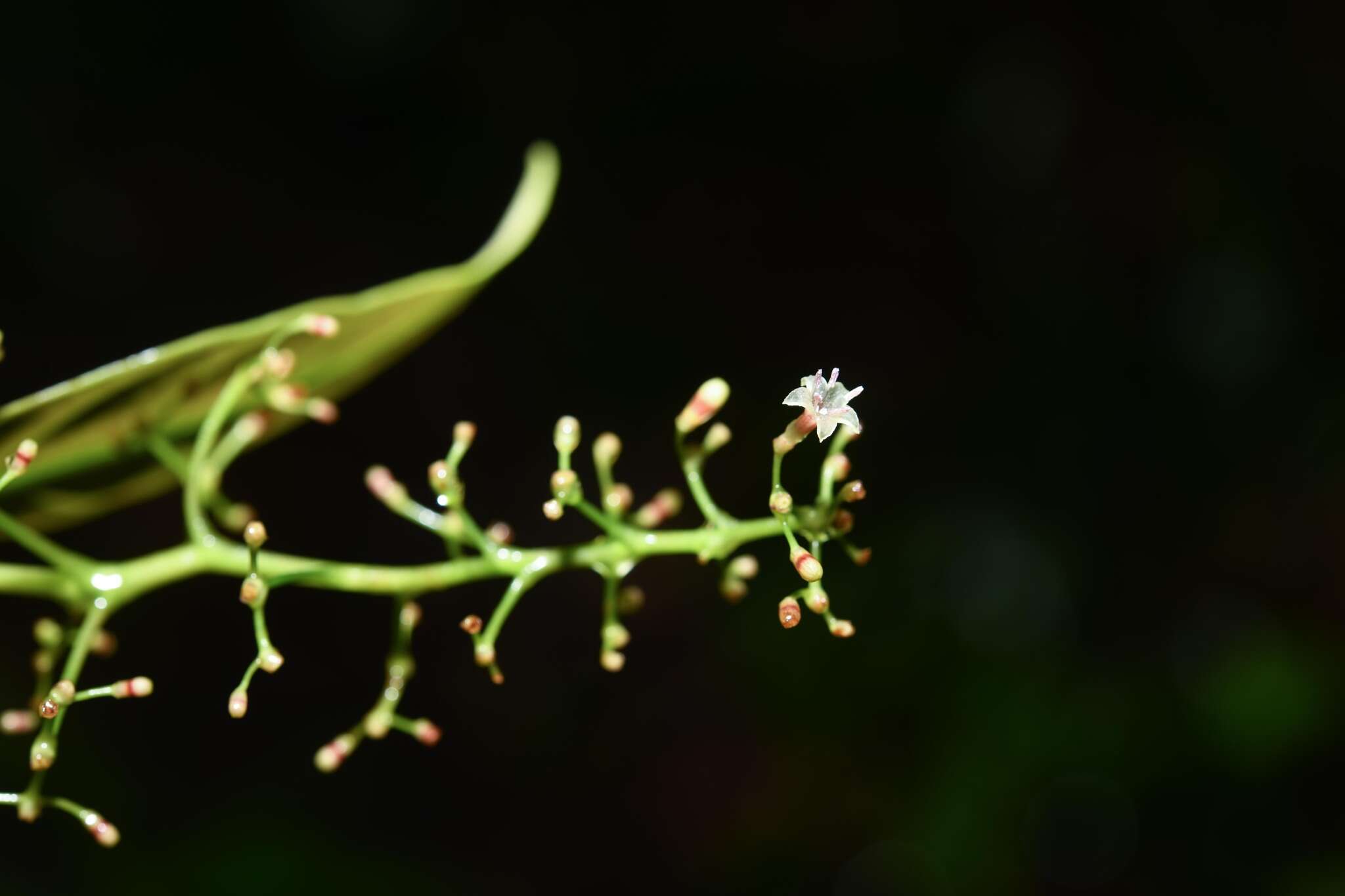 Image de Palicourea paniculata (L. fil.) P. L. R. Moraes & C. M. Taylor