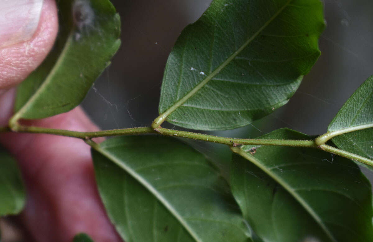 Image of Berchemia ecorollata F. Müll.